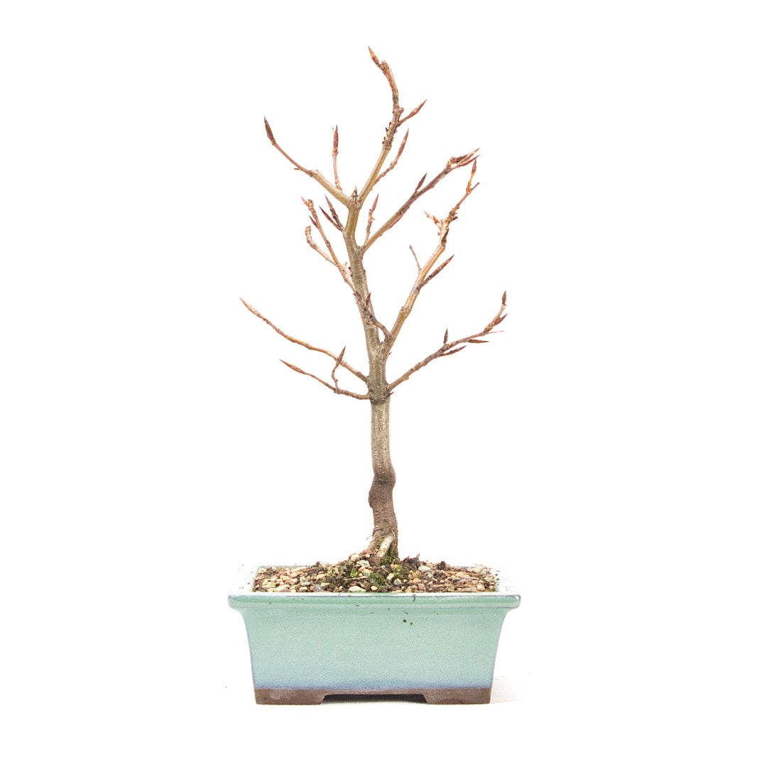 Rotbuche 'Fagus sylvatica'